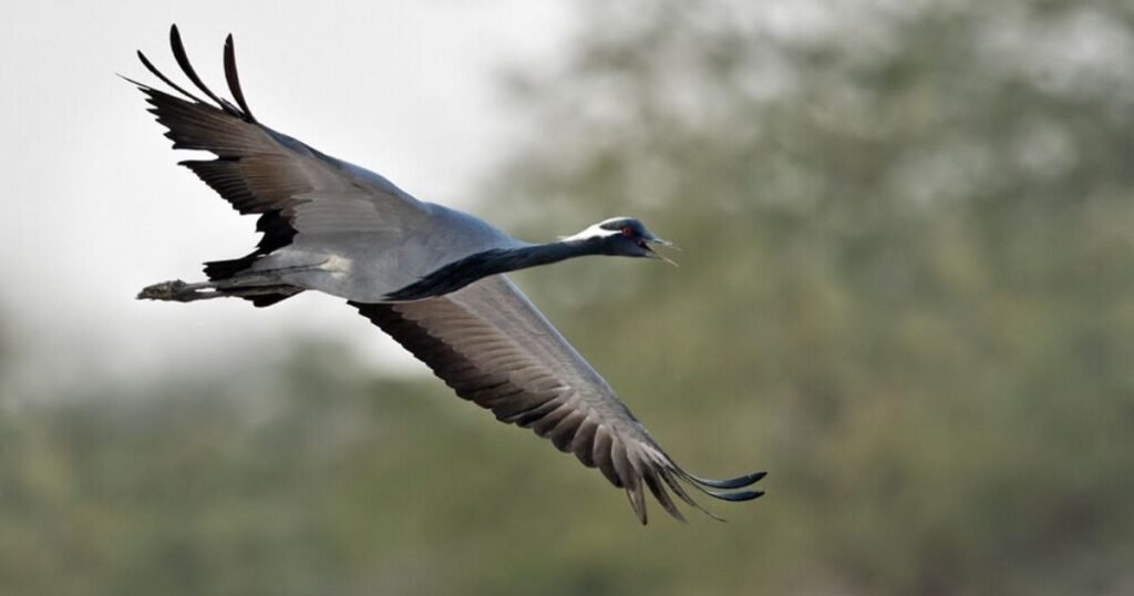 Demoiselle Crane