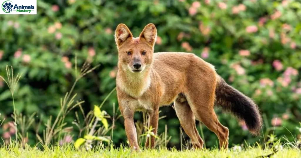 Dholes