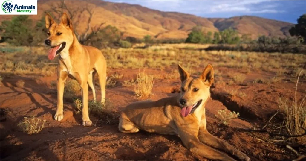 Dingoes