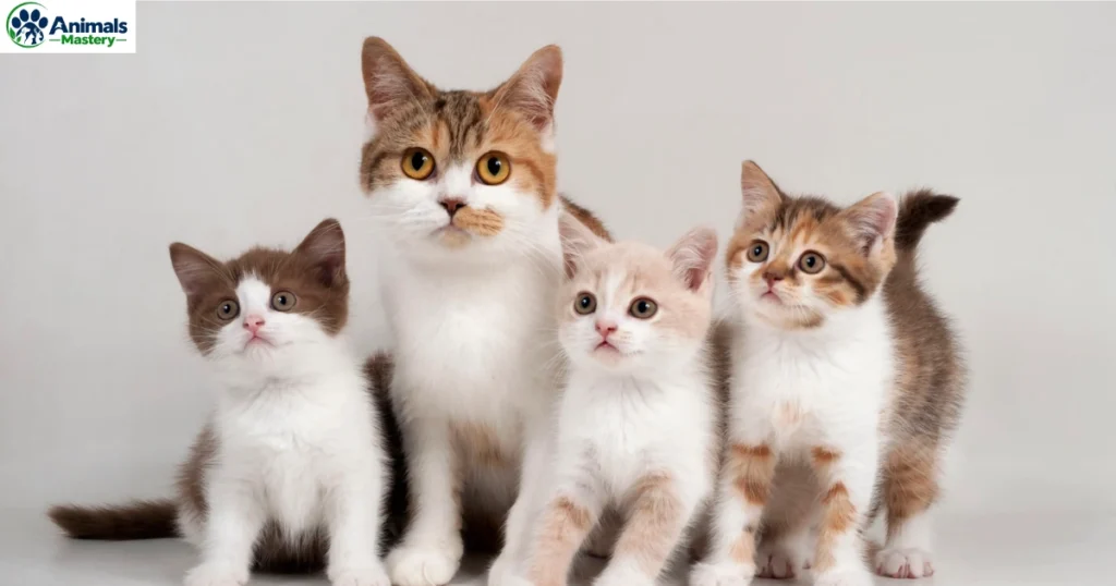 Domestic Cats