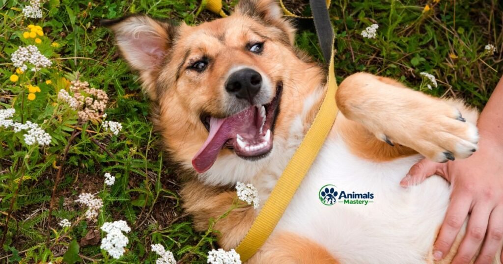 Down Syndrome in Dogs