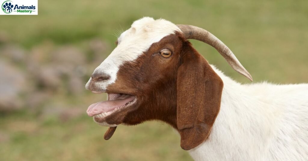 Down Syndrome in Goat