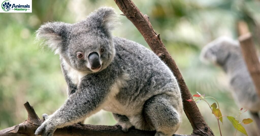 Down Syndrome in Koala