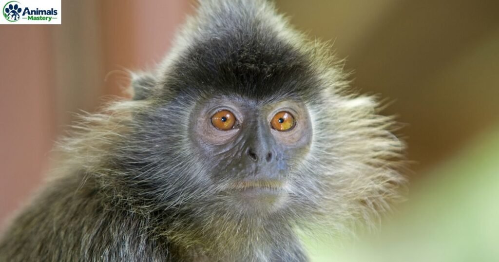 Down Syndrome in Monkeys