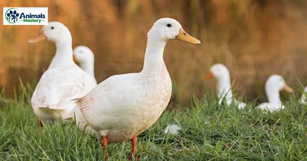 Ducks