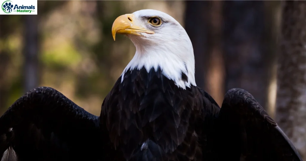 Eagles