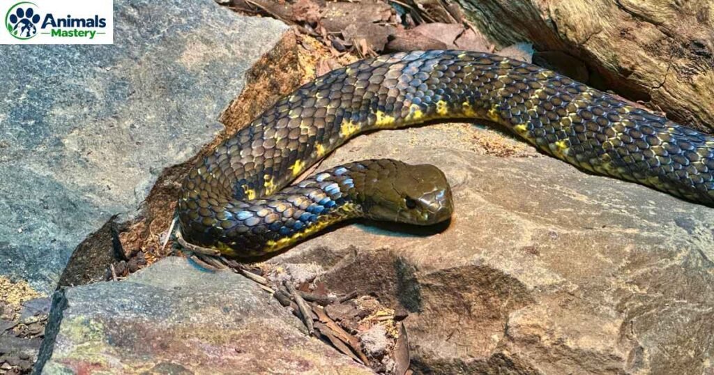 Copperhead
