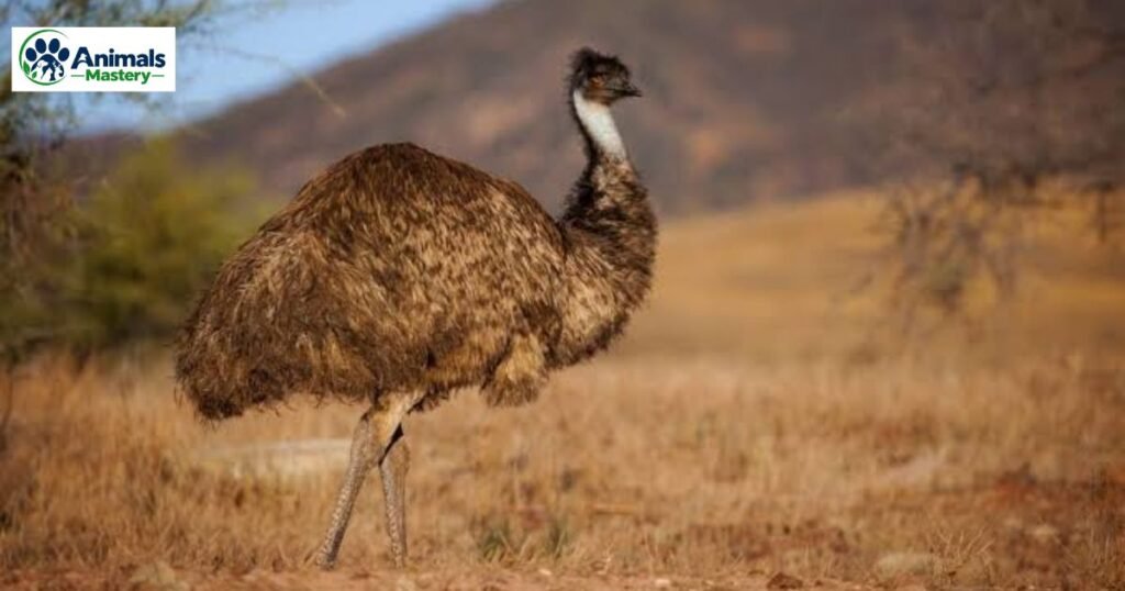Emus