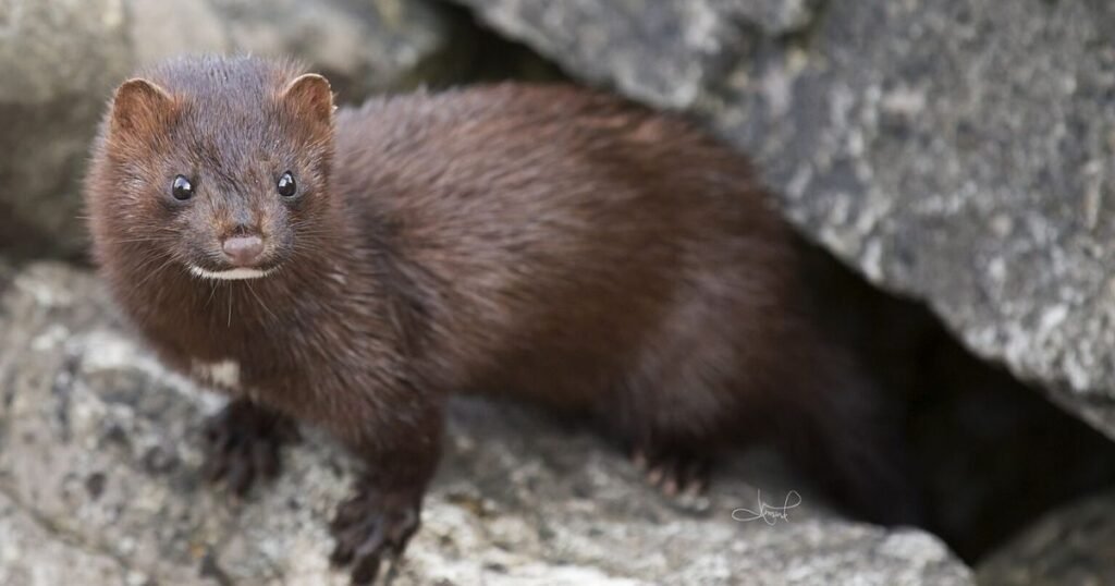 European Mink