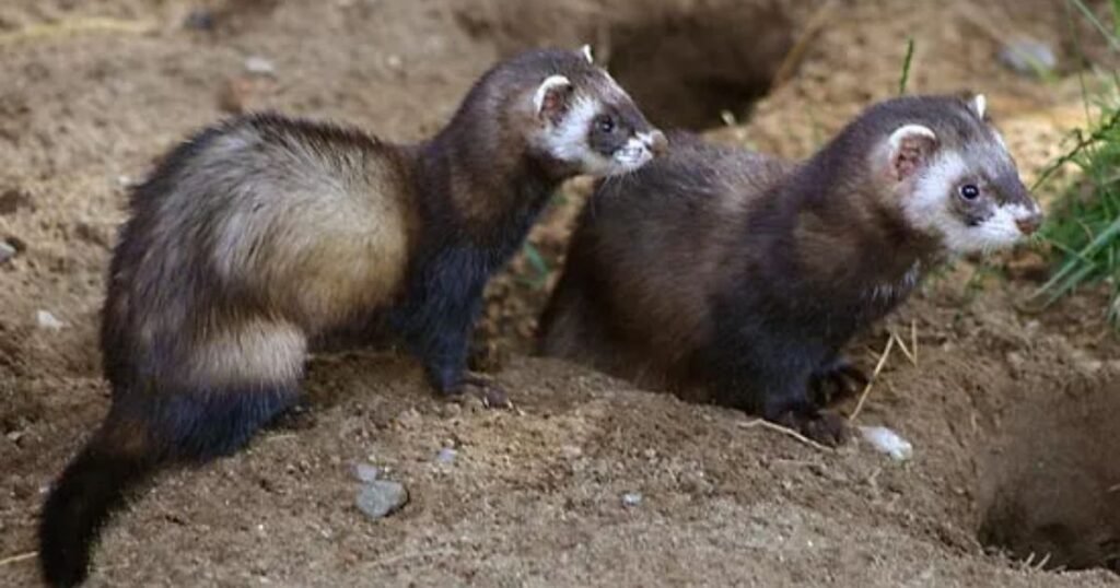 European Polecats