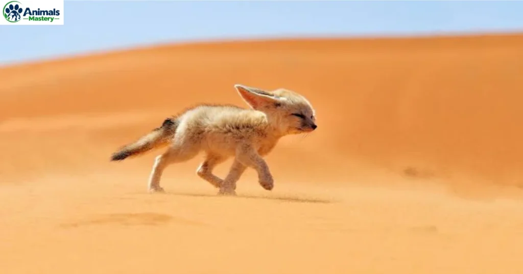 Fennec Foxes
