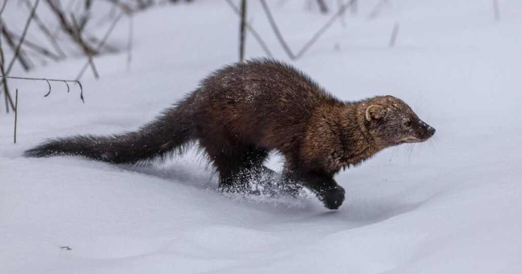 Fishers