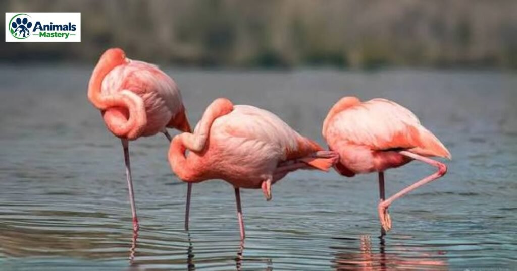 Flamingos