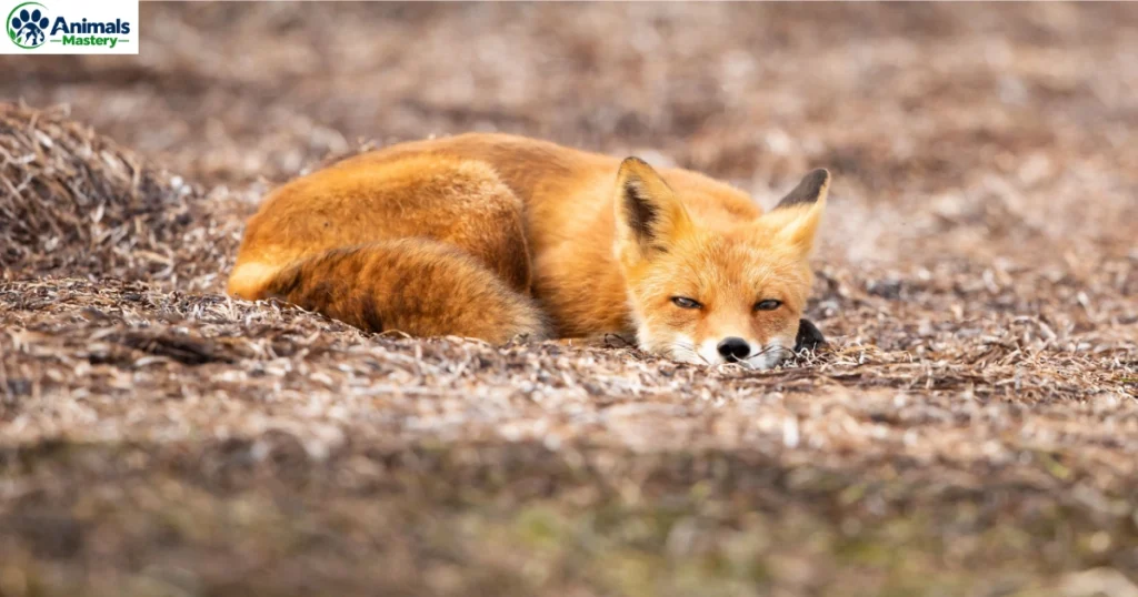 Foxes