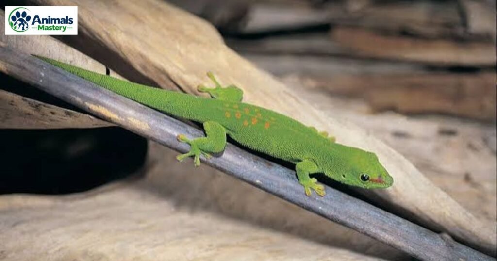 Gecko