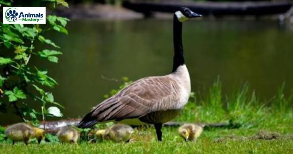 Geese
