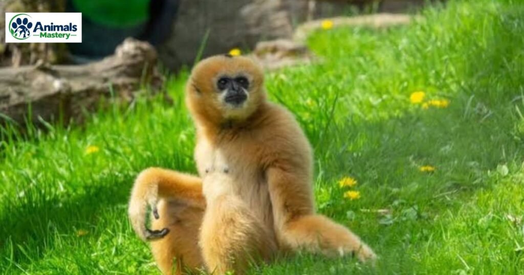 Gibbons