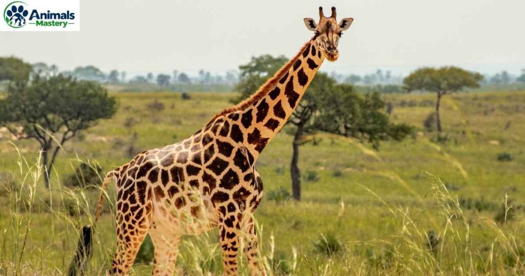 Giraffe