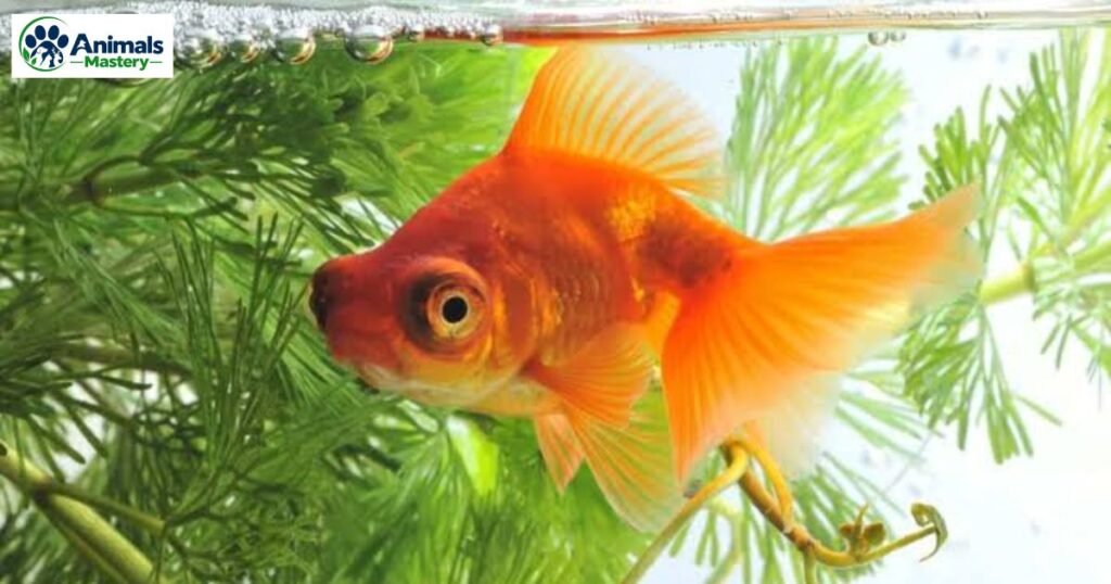 Goldfish Telescope