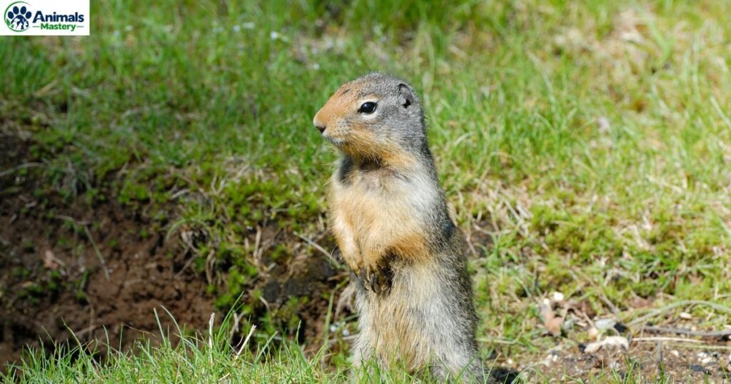 Gopher
