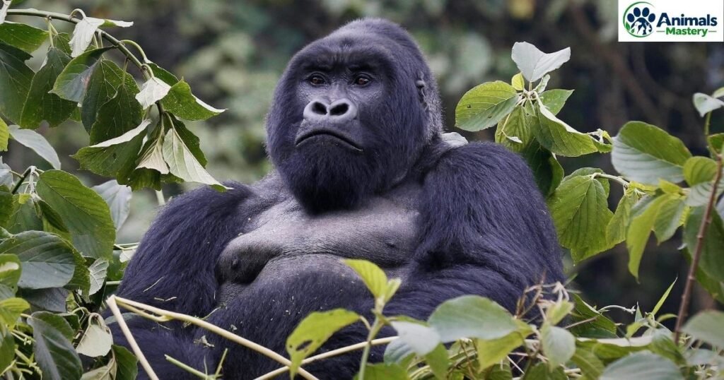 Gorilla