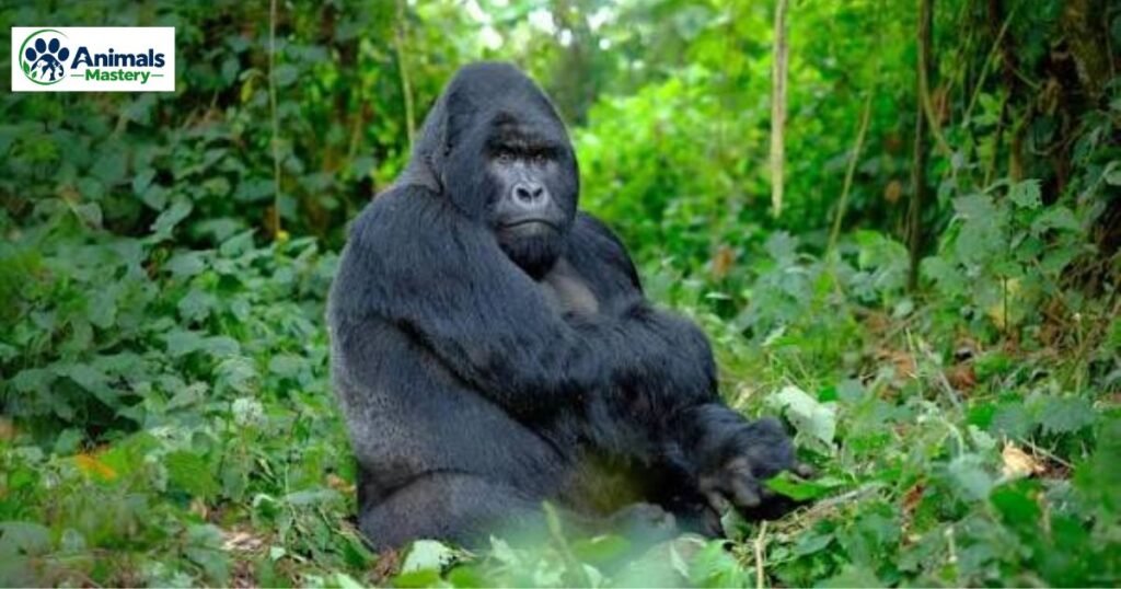 Gorillas