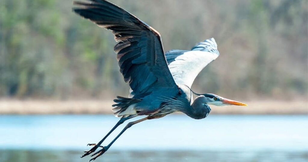 Great Blue Heron
