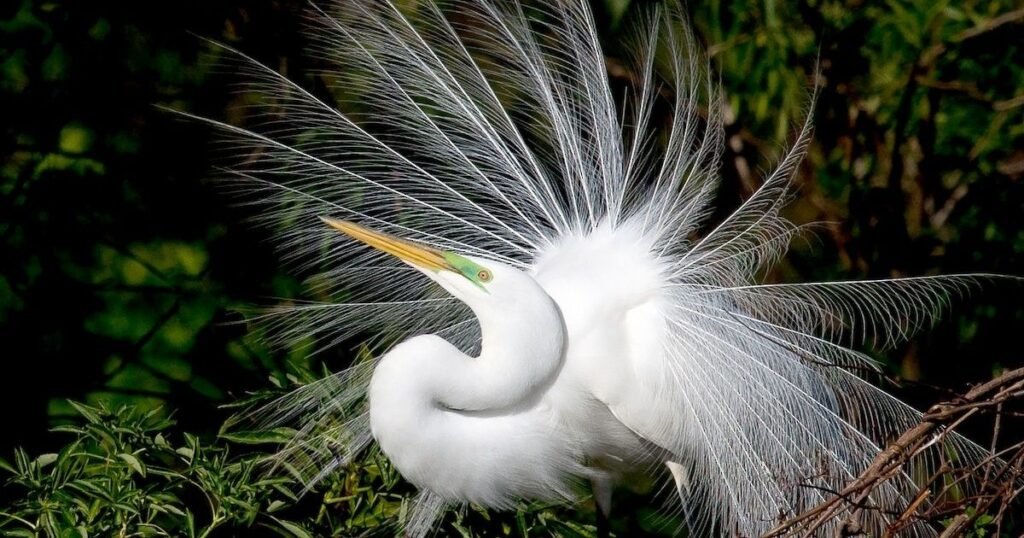 Great Egret