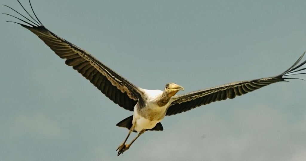 Greater Adjutant