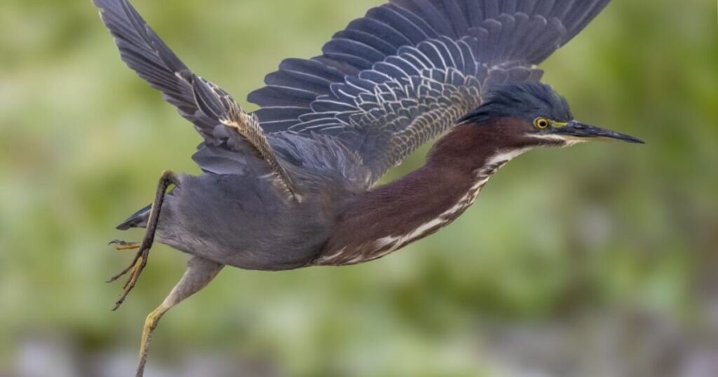 Green Heron