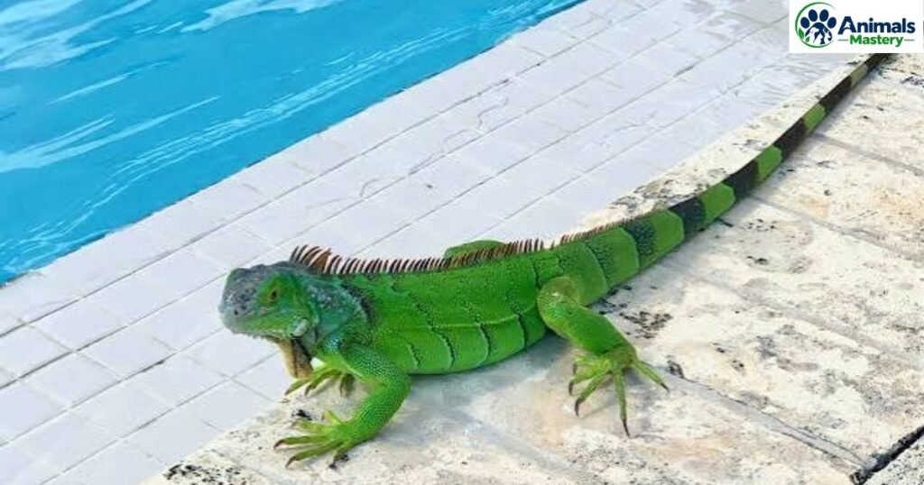Green Iguana
