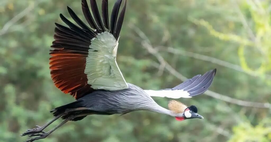 Grey Crowned Crane
