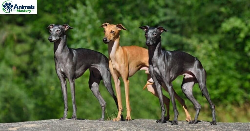 Greyhound