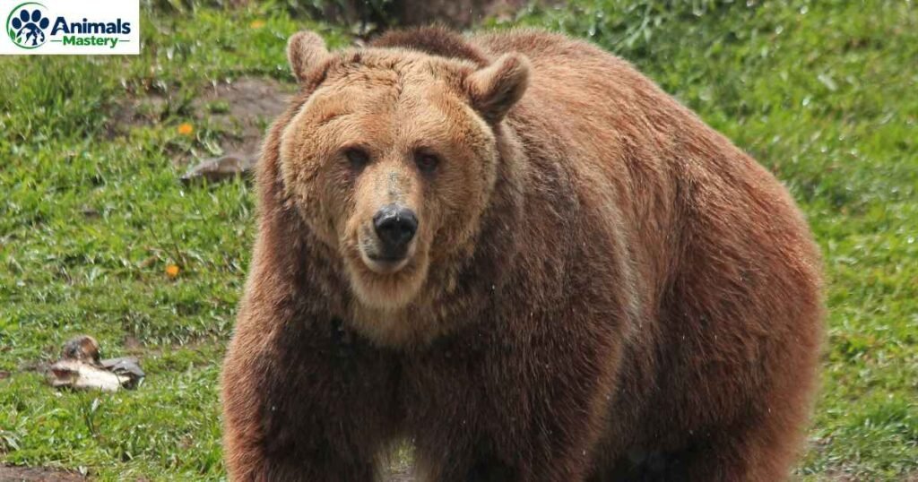 Grizzly Bear