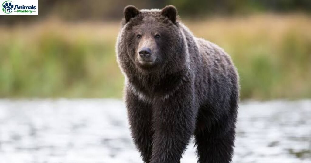 Grizzly Bear