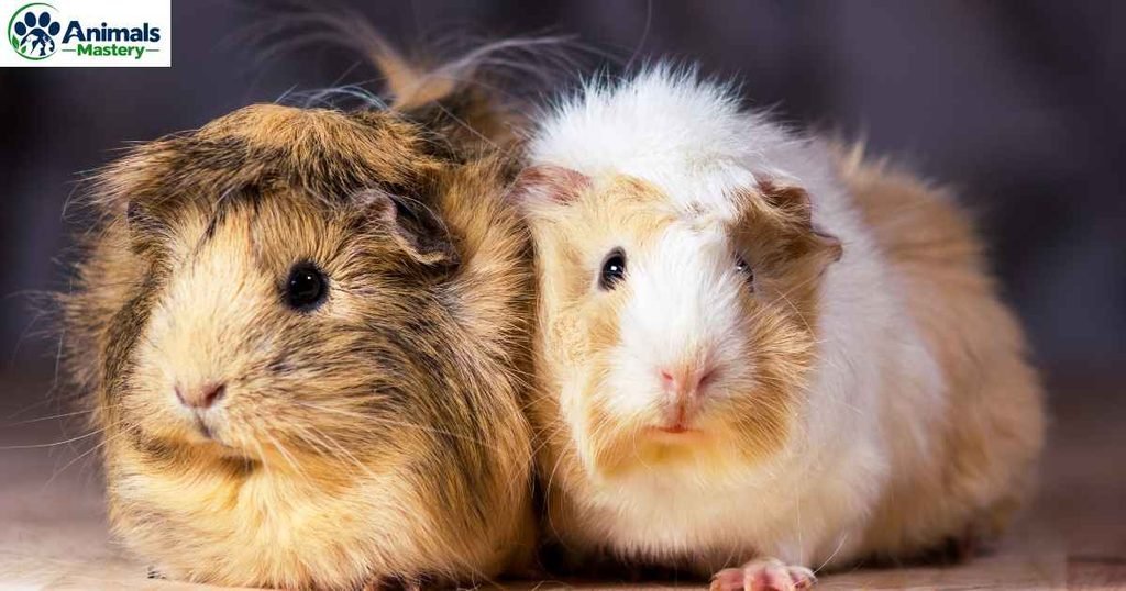 Guinea pig