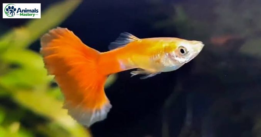 Guppy