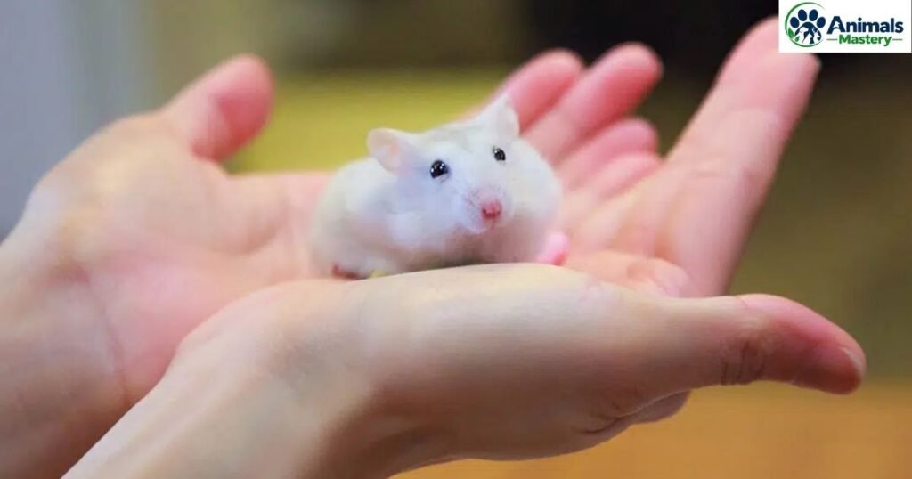 Hamster
