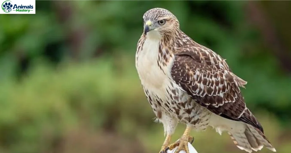 Hawks