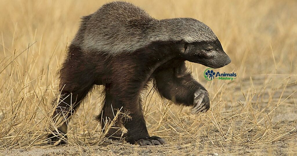 Honey Badger Thick Skinned Animal
