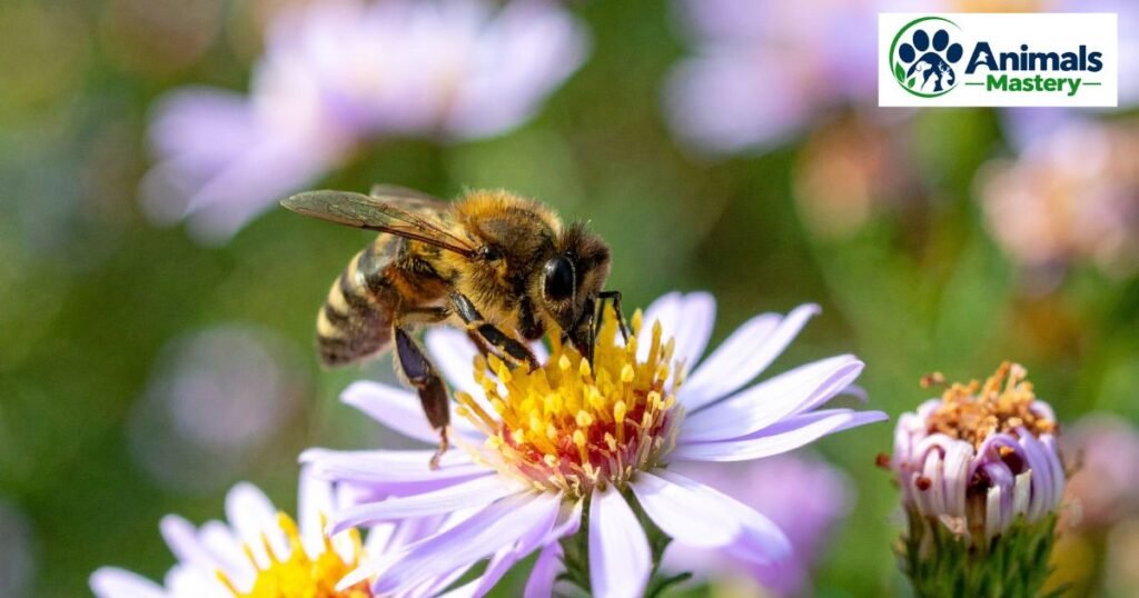 Honeybee