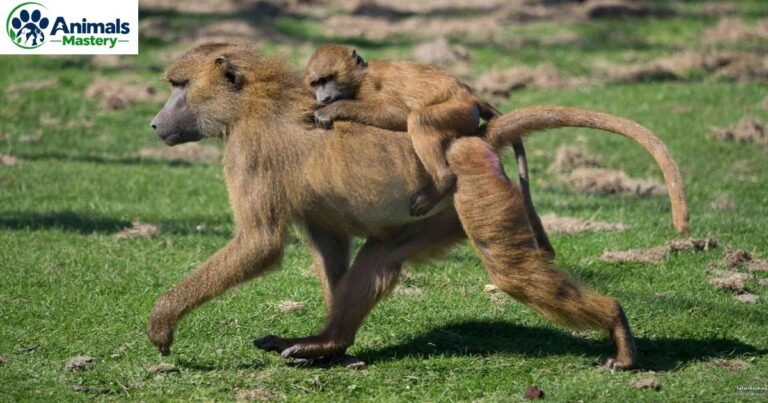 How Strong Are Baboons