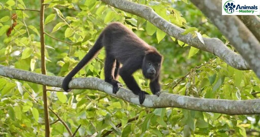 Howler Monkey