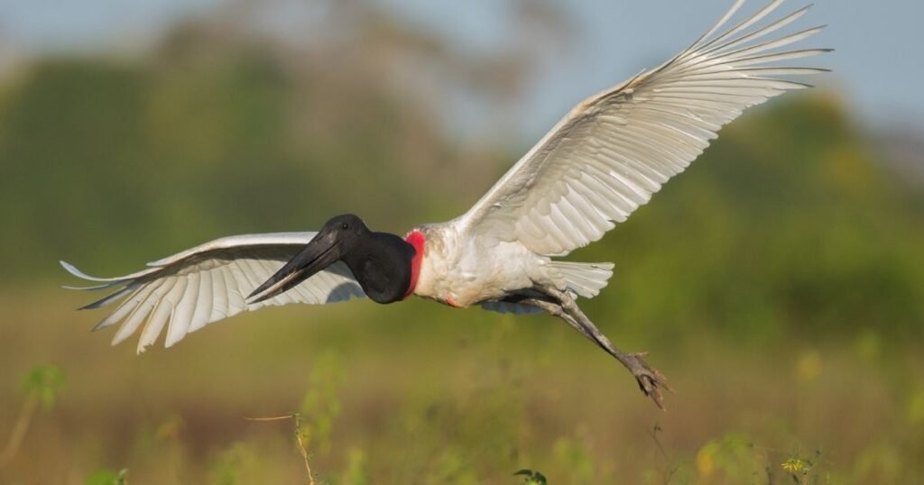 Jabiru