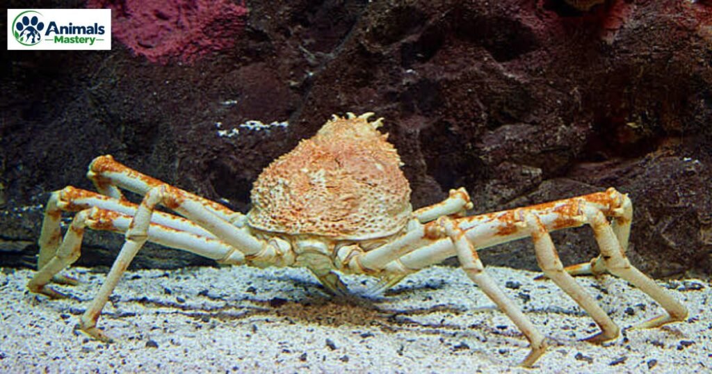 Japanese Spider Crab