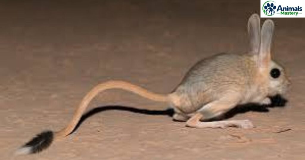 Jerboas