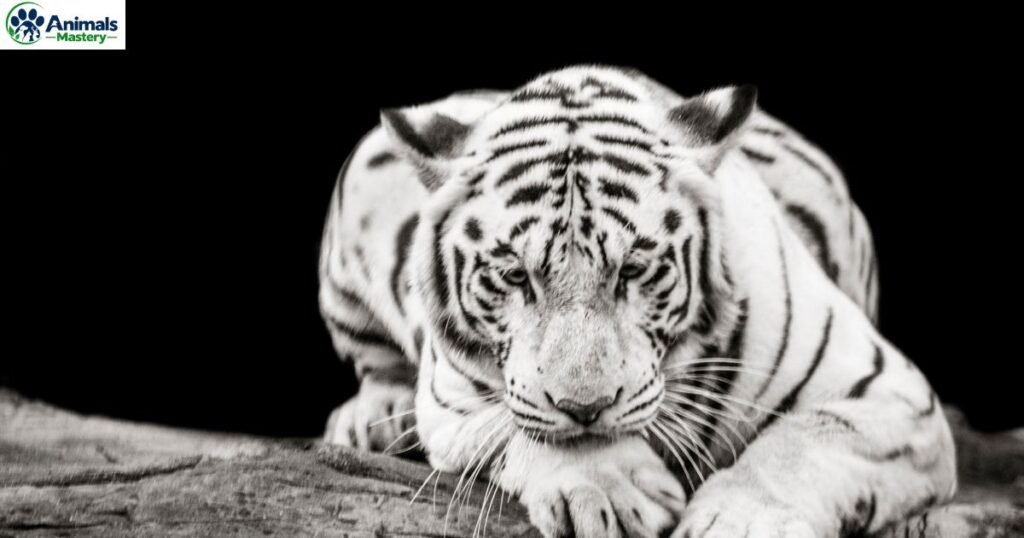 Animals with Down Syndrome