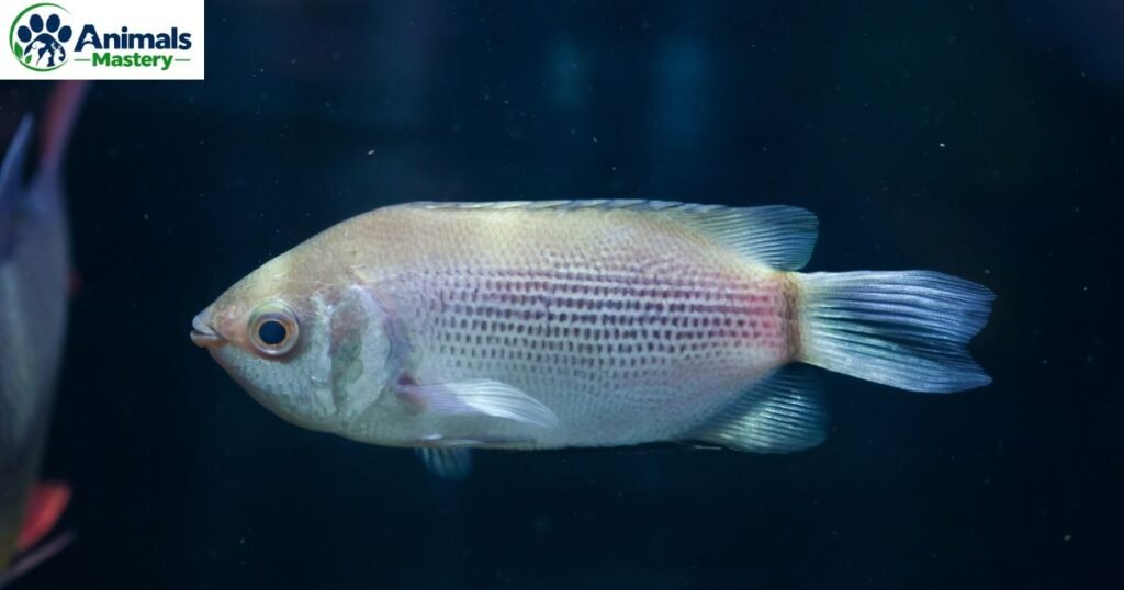 Kissing Gourami