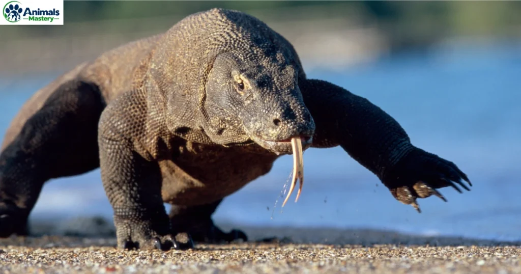 Komodo Dragons