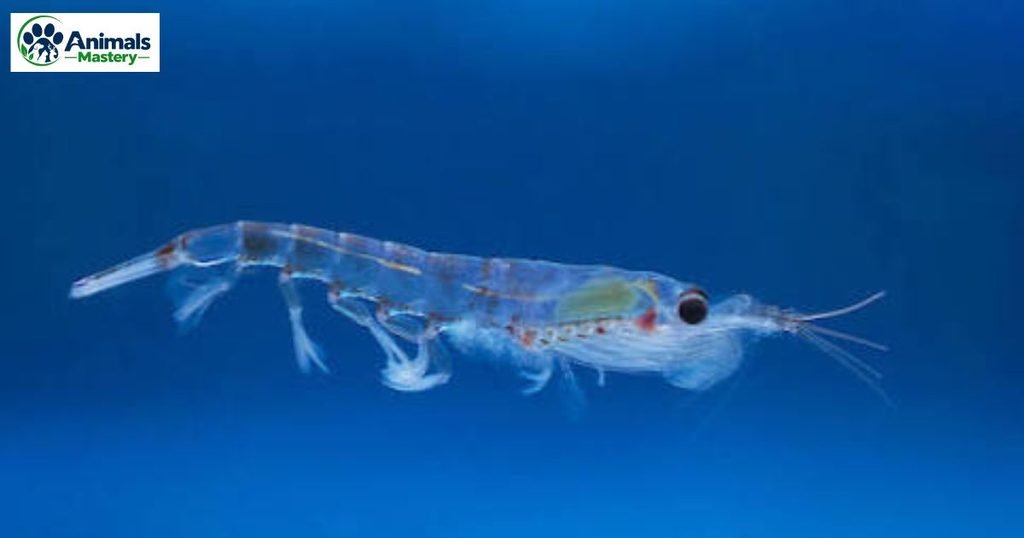 Krill